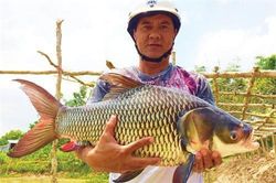 An Giang: Nuôi đàn cá 'quốc cấm' chả phải cho ăn, khi bán lời 200 ngàn/con