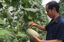 Giá trị sản xuất nông nghiệp tăng đều qua các năm