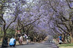 Nam Phi: Rực rỡ sắc tím hoa dạ lan hương tại thành phố Pretoria