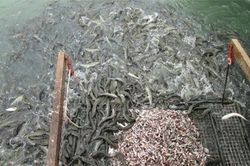 Tây Ninh: 1 nông dân lãi ròng 400 triệu nhờ nuôi cá lóc trong ao gò