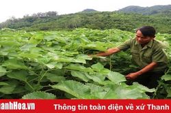 Huyện Cẩm Thủy có gần 55 ha cây gai xanh mang lại hiệu quả kinh tế cao