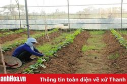 Phát triển sản xuất nông nghiệp hữu cơ - cơ hội và thách thức