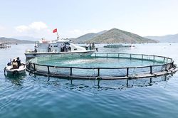 Nuôi trồng thủy sản trên biển: Cần phát triển theo hướng công nghiệp