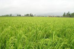 Hướng dẫn thời vụ và cơ cấu giống lúa cho sản xuất năm 2020