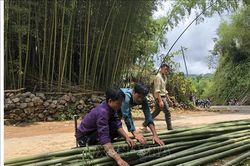 Tăng thu nhập từ cây trúc