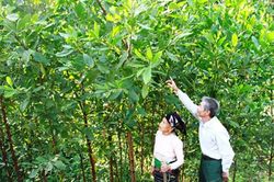 Thanh Hóa: Tín dụng chính sách tăng vị thế đồng bào dân tộc thiểu số