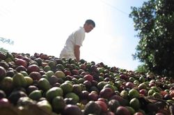 Đã đến lúc nâng giá trị thương hiệu cà phê Việt