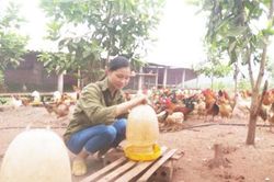 Hòa Bình: Những mô hình do phụ nữ làm chủ cho thu nhập khủng