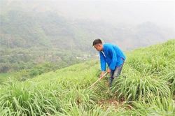 Lào Cai: Đổi đời nhờ cây sả đỏ
