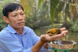 Khám phá 'choáng' về viên sỏi mật trâu bò 200 triệu
