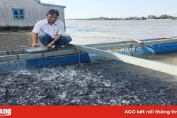 Nuôi cá lăng nha trong lồng bè hiệu quả kinh tế cao