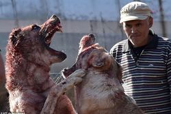 Chó trăm kg chọi nhau đẫm máu ở Kyrgyzstan gây phẫn nộ tột cùng