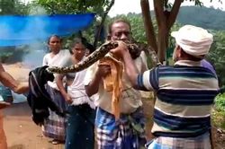 Có lòng tốt giải cứu trăn khổng lồ, người đàn ông suýt chết thảm