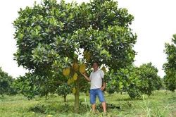 Bình Phước: Trồng mít ruột đỏ thu tiền tỷ