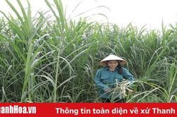 Mở rộng diện tích trồng cây thức ăn chăn nuôi ở khu vực miền núi