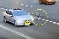 Chuyện lạ: Ô tô chạy trên cao tốc, buộc dây xích dắt chó chạy dạo