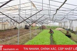 Sản xuất rau củ quả trong vườn nhà vừa hiệu quả kinh tế vừa đẹp cảnh quan