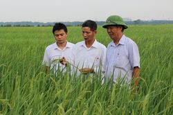 Bắc Ninh: Chắp cánh thương hiệu lúa nếp cái hoa vàng Yên Phụ