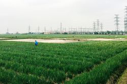 Kiểm tra sản xuất vụ Đông ở Hải Dương