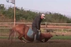 CLIP: Chú ngựa 'láu cá' nhất thế giới, có người cưỡi là lăn đùng ra giả chết