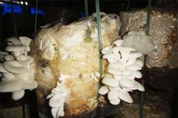 Quảng Nam: Thành lập HTX để khởi nghiệp