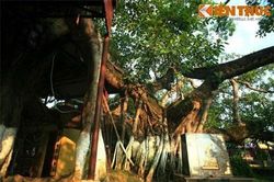 Điểm mặt những cây cổ thụ nhiều thân kỳ lạ nhất Việt Nam