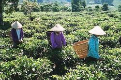 Đời sống đồng bào dân tộc thiểu số khởi sắc