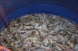 Kiểm tra việc khoan giếng lấy nước mặn nuôi tôm ở vùng Đồng Tháp Mười