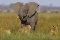CLIP: Voi mẹ hung dữ bảo vệ con khỏi bầy sư tử khát mồi