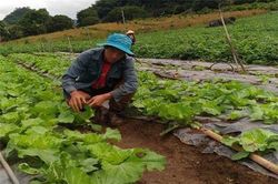 Sơn La: Chàng trai người Mông trồng rau sạch, thu 200 triệu đồng/năm