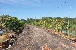 Tây Ninh: Vườn rau rừng cổ thụ khổng lồ, bán 100 triệu ở Tây Ninh