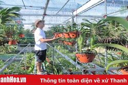 Chàng kỹ sư trẻ tìm hướng làm giàu từ hoa lan