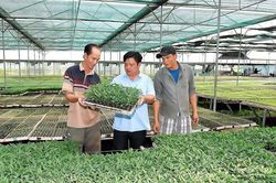 Gia Lai-Đà Nẵng: Hợp tác sản xuất, cung ứng rau quả an toàn