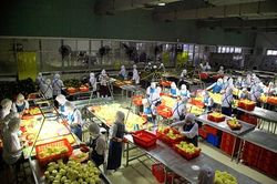 Công ty cổ phần thực phẩm xuất khẩu Đồng Giao: Doanh nghiệp đồng hành, chung sức xây dựng nông thôn mới