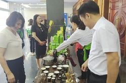 Mở rộng áp dụng kỹ thuật sản xuất chè xanh theo mô hình VietGAP