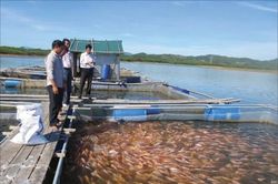 Kinh tế 'Miếng bánh' cho người nông dân đã lớn hơn