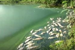 Hòa Phát, gốm sứ Thanh Hà và những công ty từng đầu độc môi trường gây 'rúng động'
