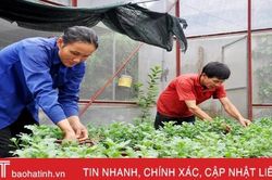 Làng hoa có tiếng Hà Tĩnh vào mùa phục vụ Tết