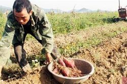 Hà Tĩnh: Tận dụng đất bỏ hoang, trồng khoai lang đỏ, 'ẵm' hàng trăm triệu/vụ