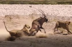 CLIP: Hai con sư tử cái 'chào thua' con mồi cứng đầu