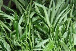 3 điều không nên làm khi ăn rau muống ai cũng phải nhớ
