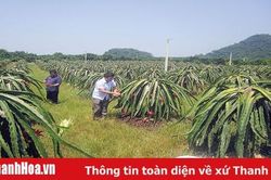 Phát triển kinh tế gắn với bảo vệ rừng hiệu quả tại Ban Quản lý rừng phòng hộ Thạch Thành