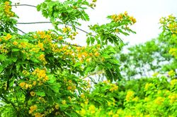 Cây điệp mồ côi