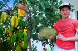 Trái ngọt sai trĩu trên sân thượng biệt thự nhà Lý Hải - Minh Hà