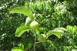 Khiếp sợ loài cây độc giết người trong 7 bước đi của Việt Nam