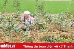 Huyện Như Thanh tích cực chuyển đổi cơ cấu cây trồng, vật nuôi