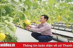 Hướng tới xây dựng thương hiệu cho sản phẩm dưa xứ Thanh