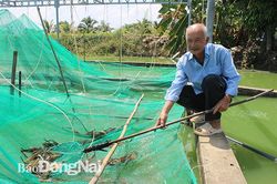 Người đưa tôm càng xanh về Tân Phú