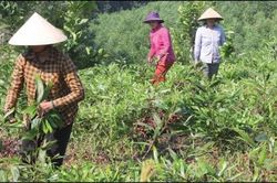 Chính trị - Xã hội An sinh xã hội Một góc 'bức tranh' thoát nghèo ở Hương Thủy