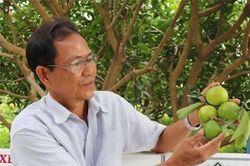 An Giang: Trồng thứ chanh không hạt, sai trĩu quả, rủng rỉnh tiền